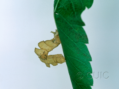 lateral view of larva Dichorda in USA: AZ