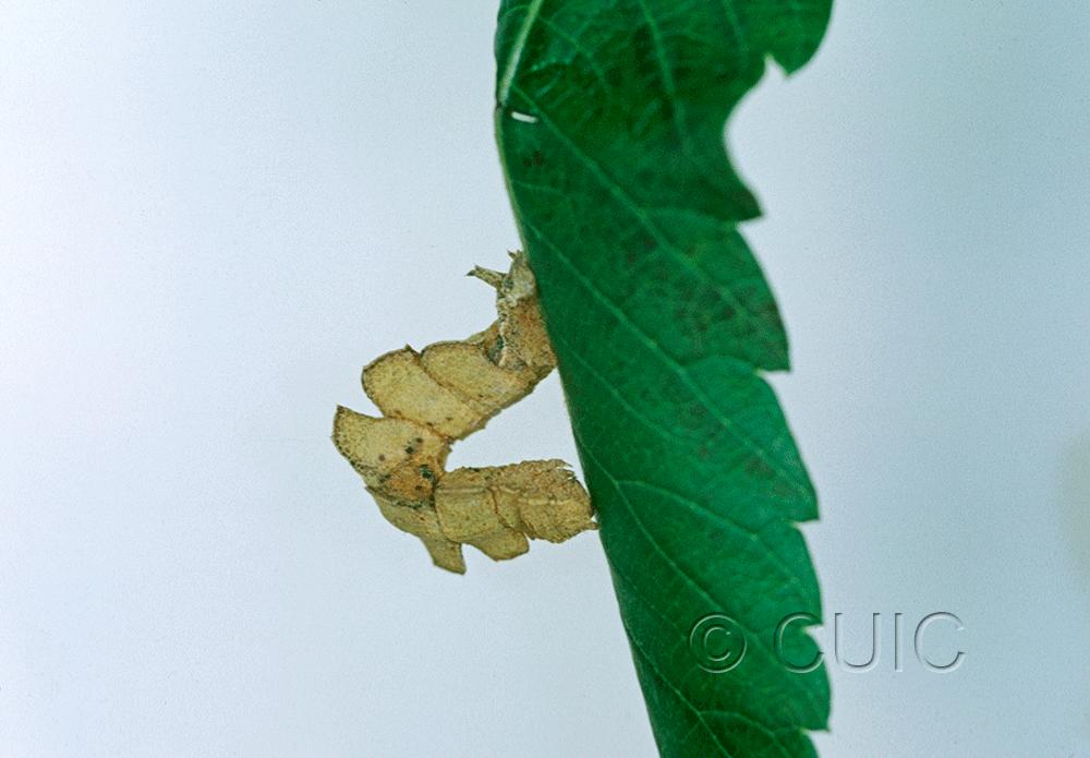 lateral view of larva Dichorda in USA: AZ