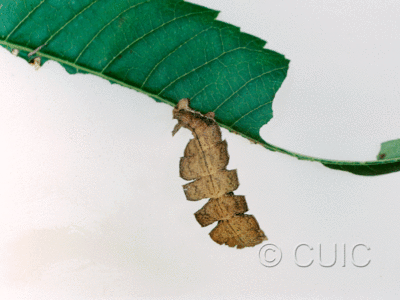 dorsal view of larva Dichorda in USA: AZ