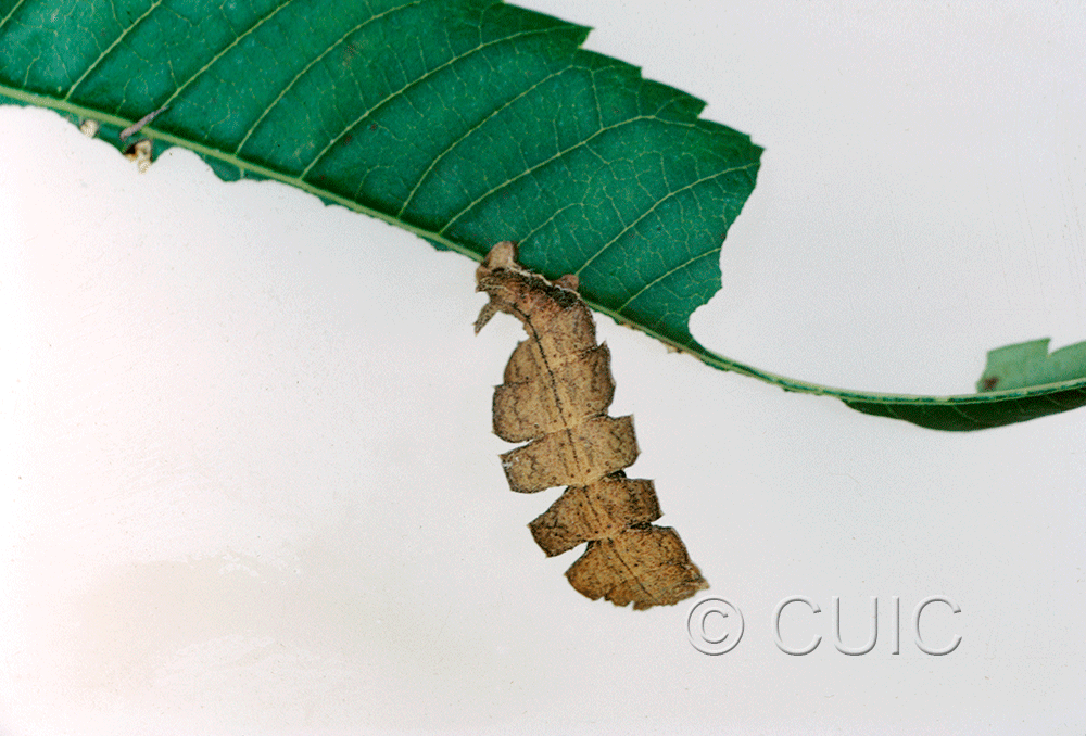 dorsal view of larva Dichorda in USA: AZ