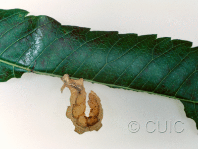 lateral view of larva Dichorda in USA: AZ
