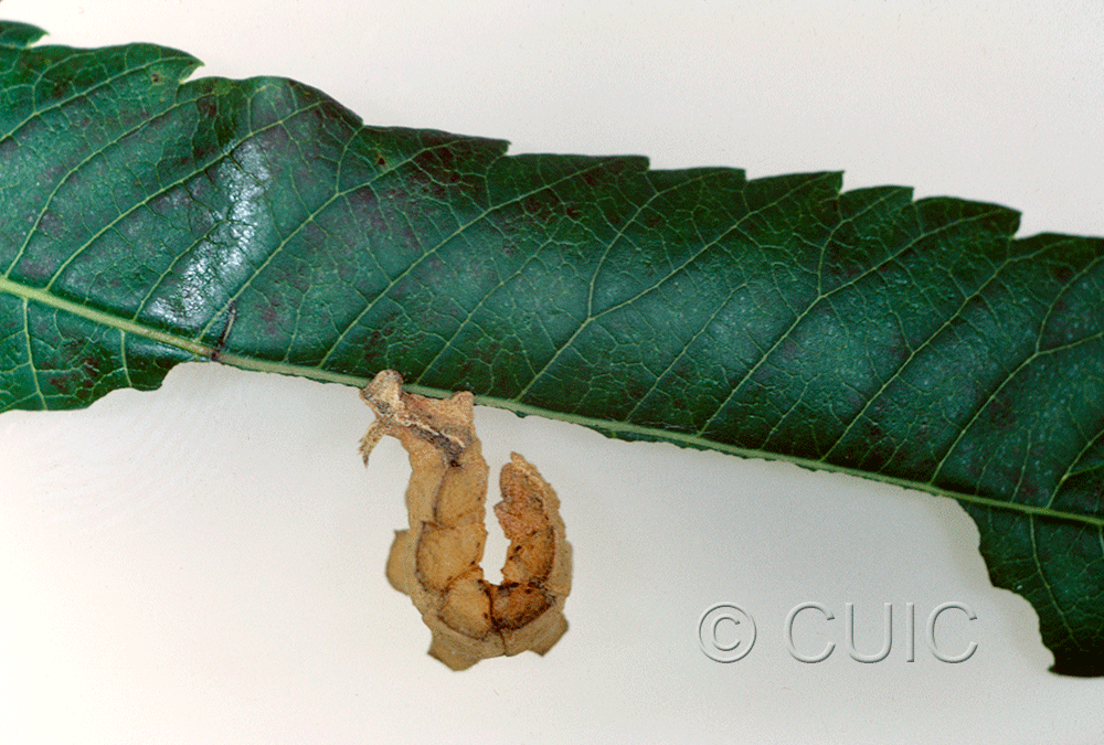 lateral view of larva Dichorda in USA: AZ