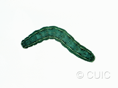 dorsal view of larva Discestra sp. on Chenopodium in USA: SD
