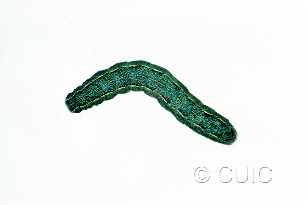 dorsal view of larva Discestra sp. on Chenopodium in USA: SD