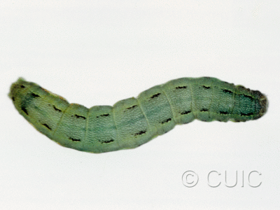 dorsal view of larva Discestra sp.