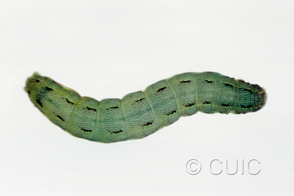 dorsal view of larva Discestra sp.