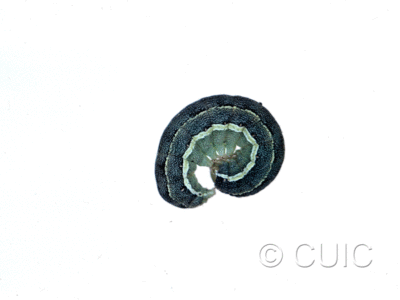 lateral view of larva Discestra sp. on Chenopodium in USA: SD