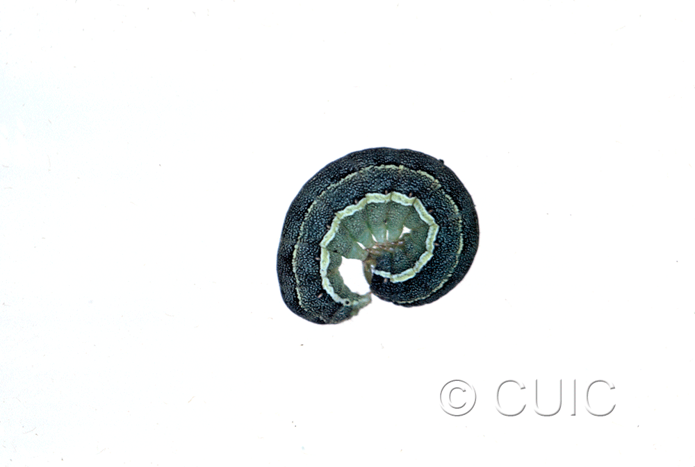 lateral view of larva Discestra sp. on Chenopodium in USA: SD