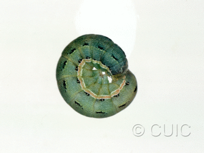 lateral view of larva Discestra sp.