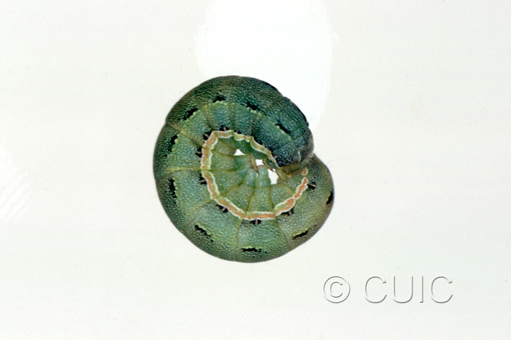 lateral view of larva Discestra sp.