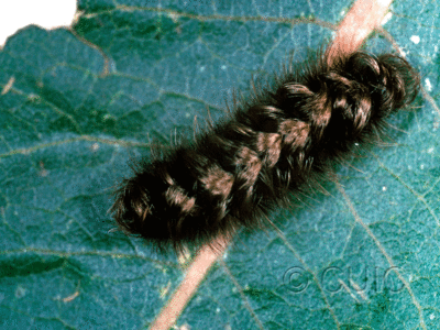 dorsal view of larva Ectype clio on Asclepias in USA: AZ
