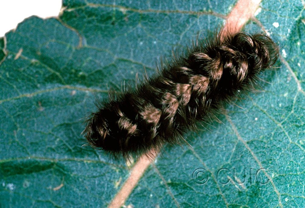 dorsal view of larva Ectype clio on Asclepias in USA: AZ