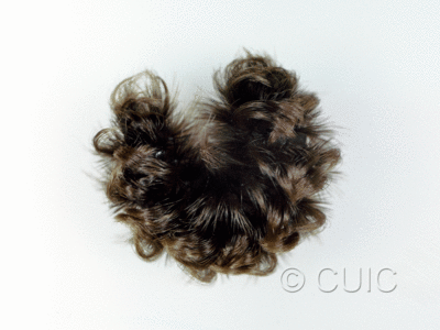 lateral view of larva Ectype clio on Asclepias in USA: AZ