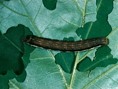 dorsal view of larva Egira alternans