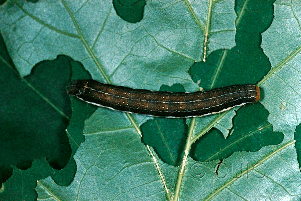 dorsal view of larva Egira alternans