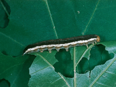 lateral view of larva Egira alternans