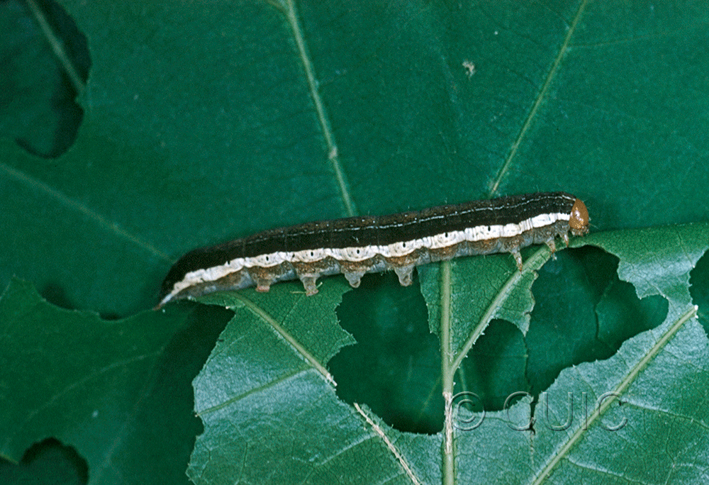lateral view of larva Egira alternans