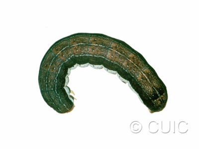 dorsal view of larva Egira alternans on Quercus nigra in USA: SC