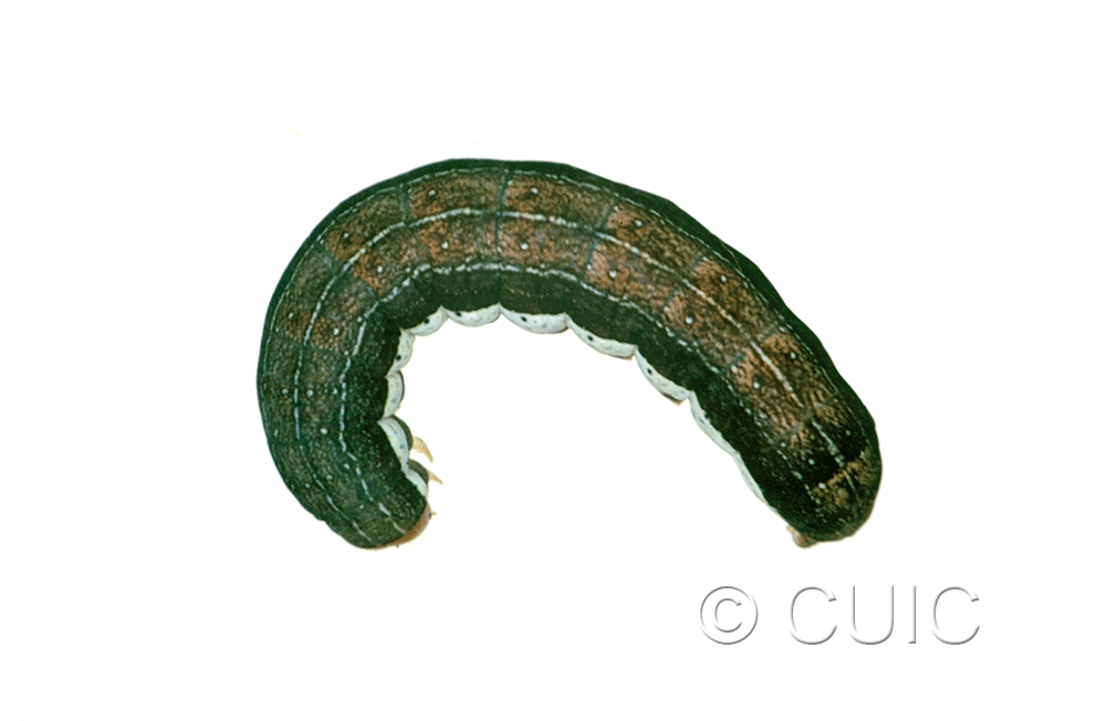 dorsal view of larva Egira alternans on Quercus nigra in USA: SC