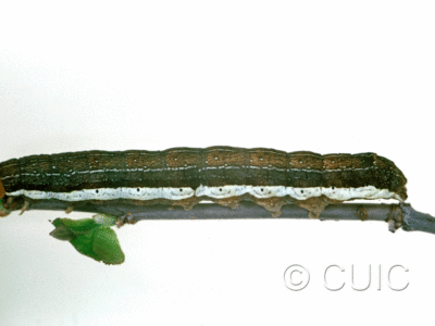 lateral view of larva Egira alternans on Quercus nigra in USA: SC