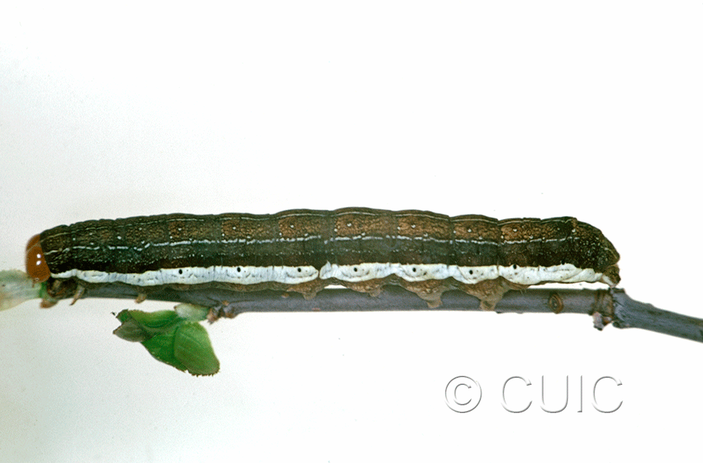 lateral view of larva Egira alternans on Quercus nigra in USA: SC