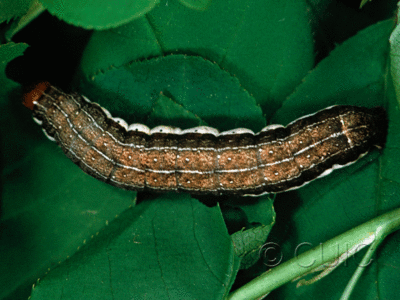 dorsal view of larva Egira alternans on Prunus virginiana in USA: SC