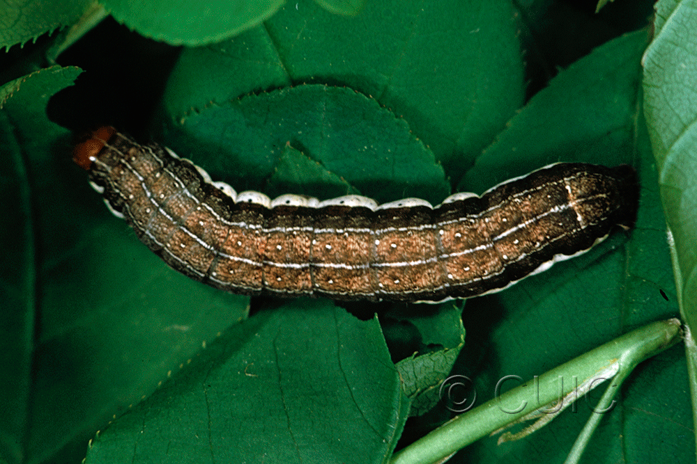 dorsal view of larva Egira alternans on Prunus virginiana in USA: SC