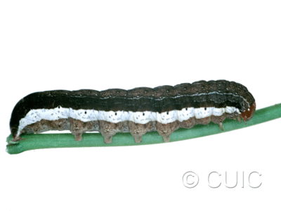 lateral view of larva Egira alternans on Prunus virginiana in USA: SC