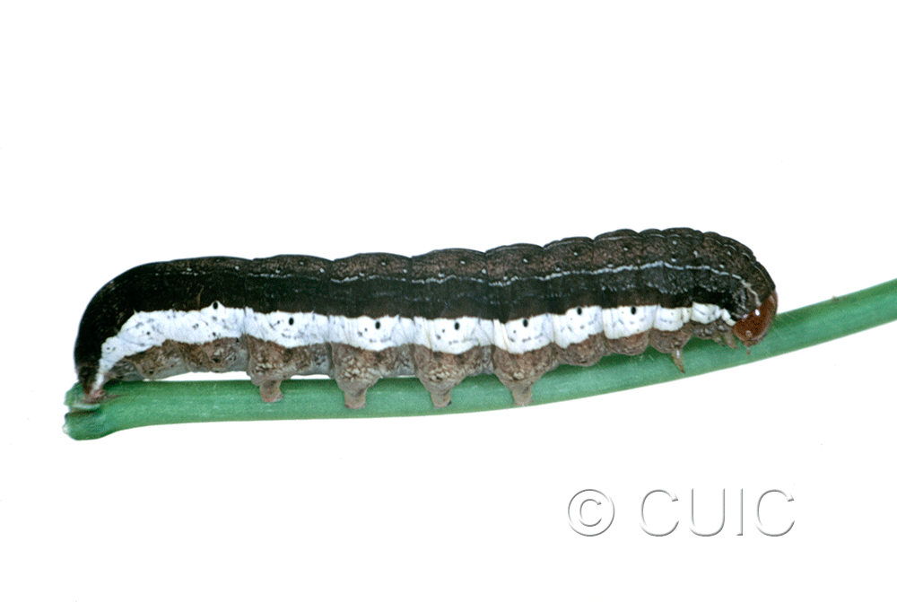 lateral view of larva Egira alternans on Prunus virginiana in USA: SC