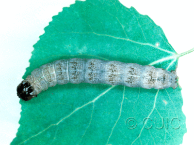 dorsal view of larva Egira dolosa on Populus tremuloides in USA: NY