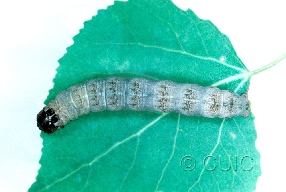 dorsal view of larva Egira dolosa on Populus tremuloides in USA: NY