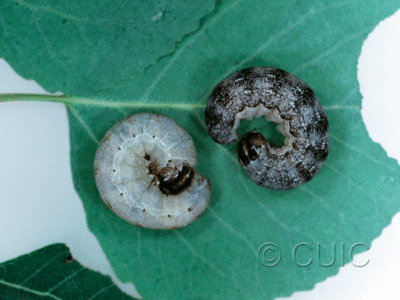 lateral view of larva Egira dolosa on Populus tremuloides in USA: NY
