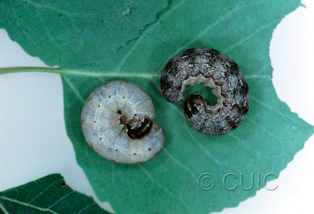 lateral view of larva Egira dolosa on Populus tremuloides in USA: NY