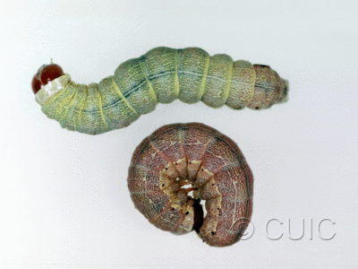 dorsal / lateral view of larva Egira simplex on Quercus in USA: AZ