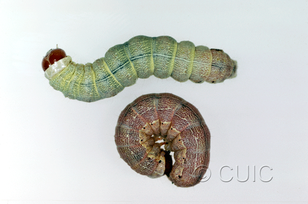 dorsal / lateral view of larva Egira simplex on Quercus in USA: AZ