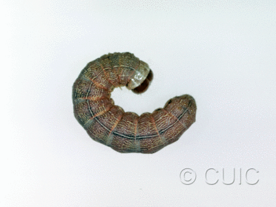 lateral view of larva Egira simplex on Quercus in USA: AZ