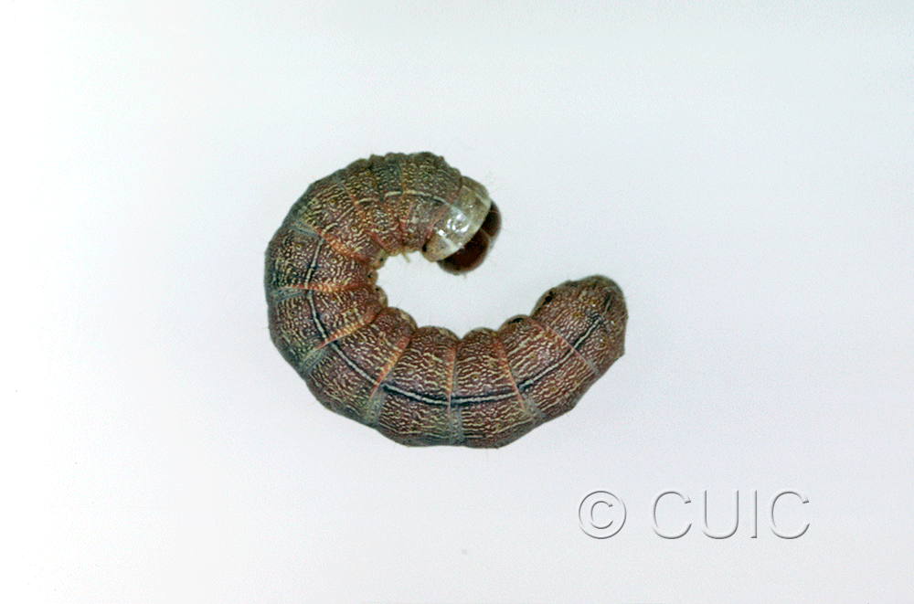 lateral view of larva Egira simplex on Quercus in USA: AZ