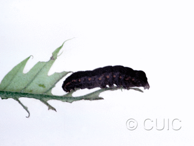 lateral view of larva Elaphria chalcedonia on Quercus borealis in USA: SC