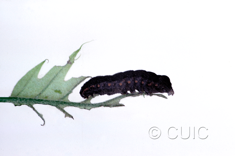 lateral view of larva Elaphria chalcedonia on Quercus borealis in USA: SC