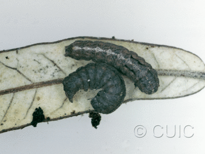 dorsal / lateral view of larva Elaphria semifascia on Quercus hypoleucoides (live & dead) in USA: AZ