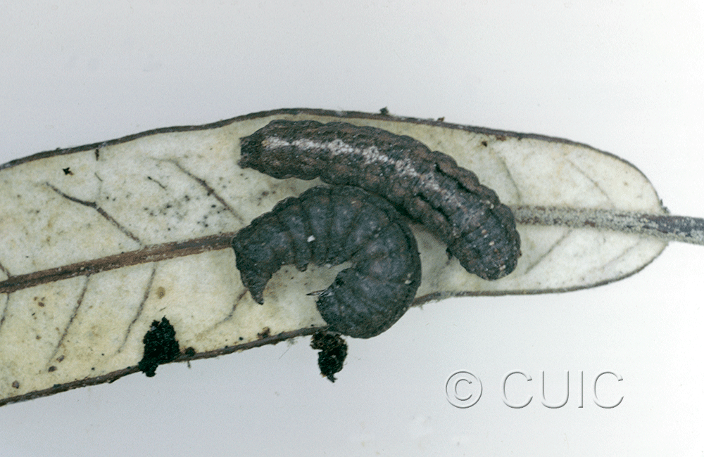 dorsal / lateral view of larva Elaphria semifascia on Quercus hypoleucoides (live & dead) in USA: AZ