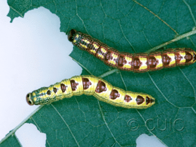 dorsal view of larva Ellida caniplaga on Tilia in USA: NY