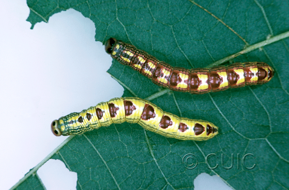 dorsal view of larva Ellida caniplaga on Tilia in USA: NY