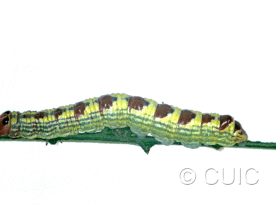 lateral view of larva Ellida caniplaga on Tilia in USA: NY