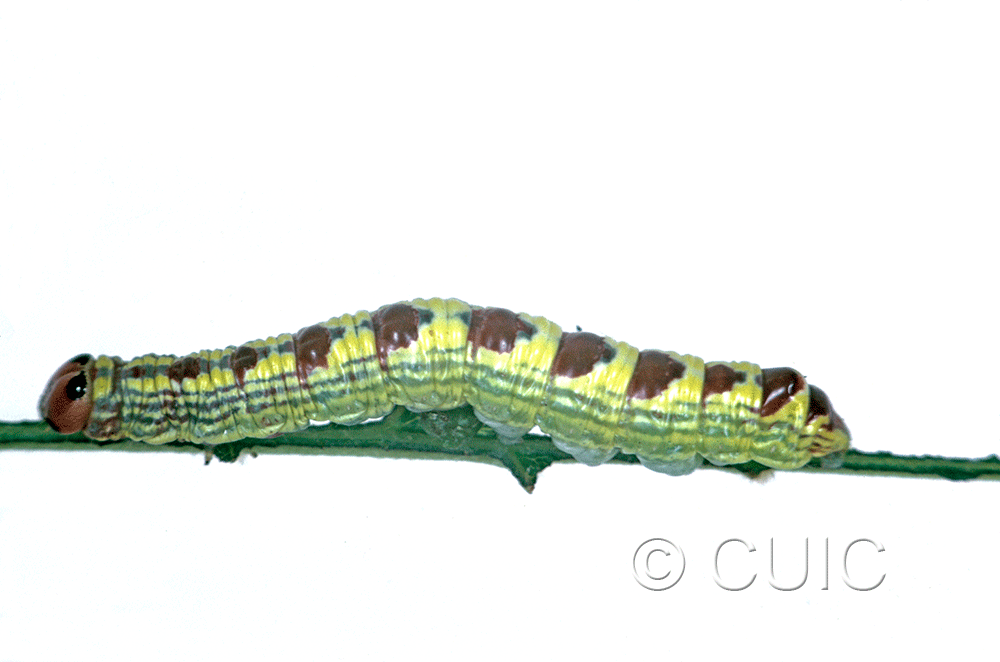 lateral view of larva Ellida caniplaga on Tilia in USA: NY