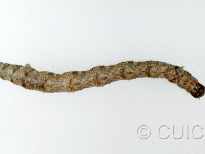 dorsal view of larva Ennominae