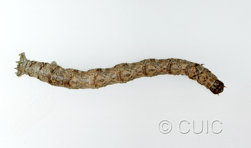 dorsal view of larva Ennominae