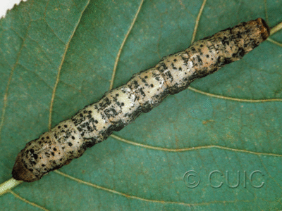 dorsal view of larva Ennominae