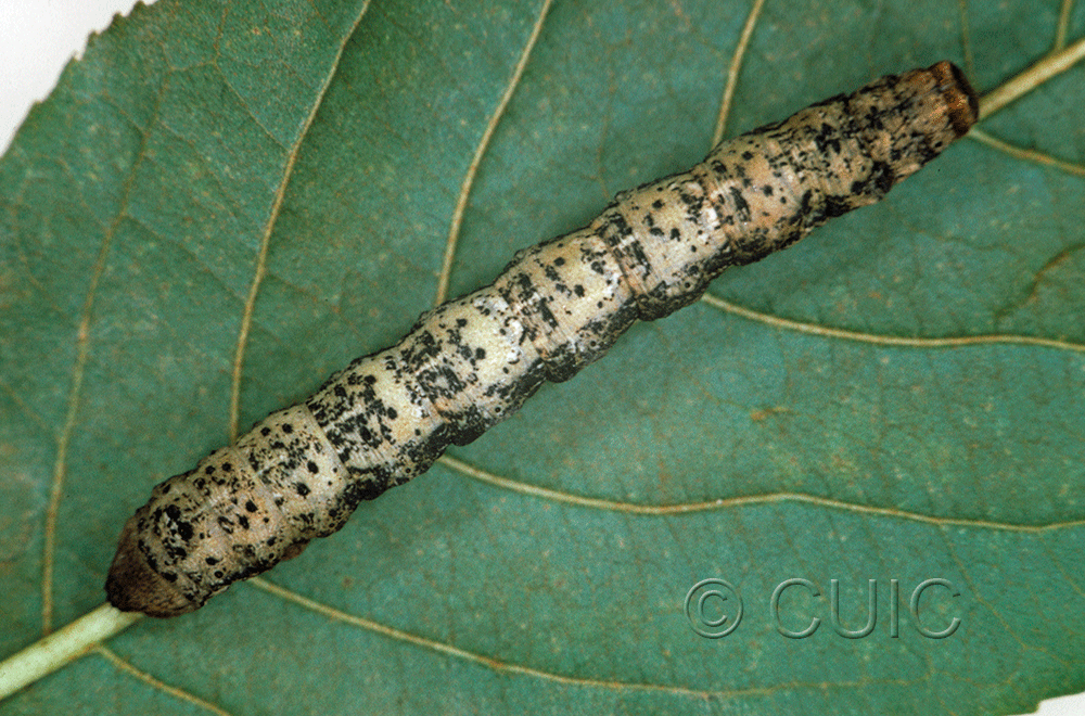 dorsal view of larva Ennominae