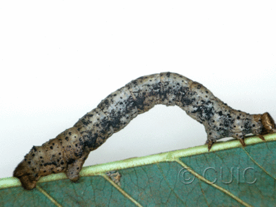 lateral view of larva Ennominae